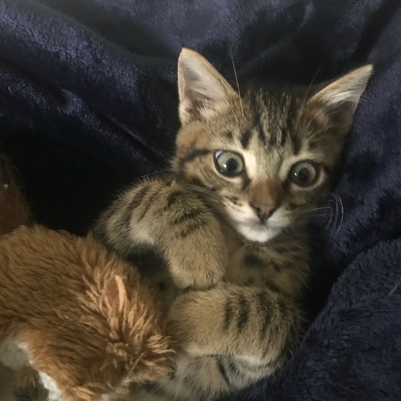 Meet your Posher, Robin - Picture 4 of 8